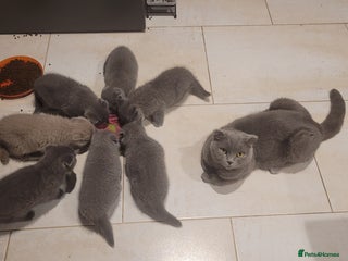 British Shorthair cats - Advert 13