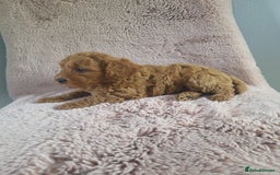 Cavapoo dogs for sale: Cavapoo puppies 5 🌟licence breeder  - Image 5