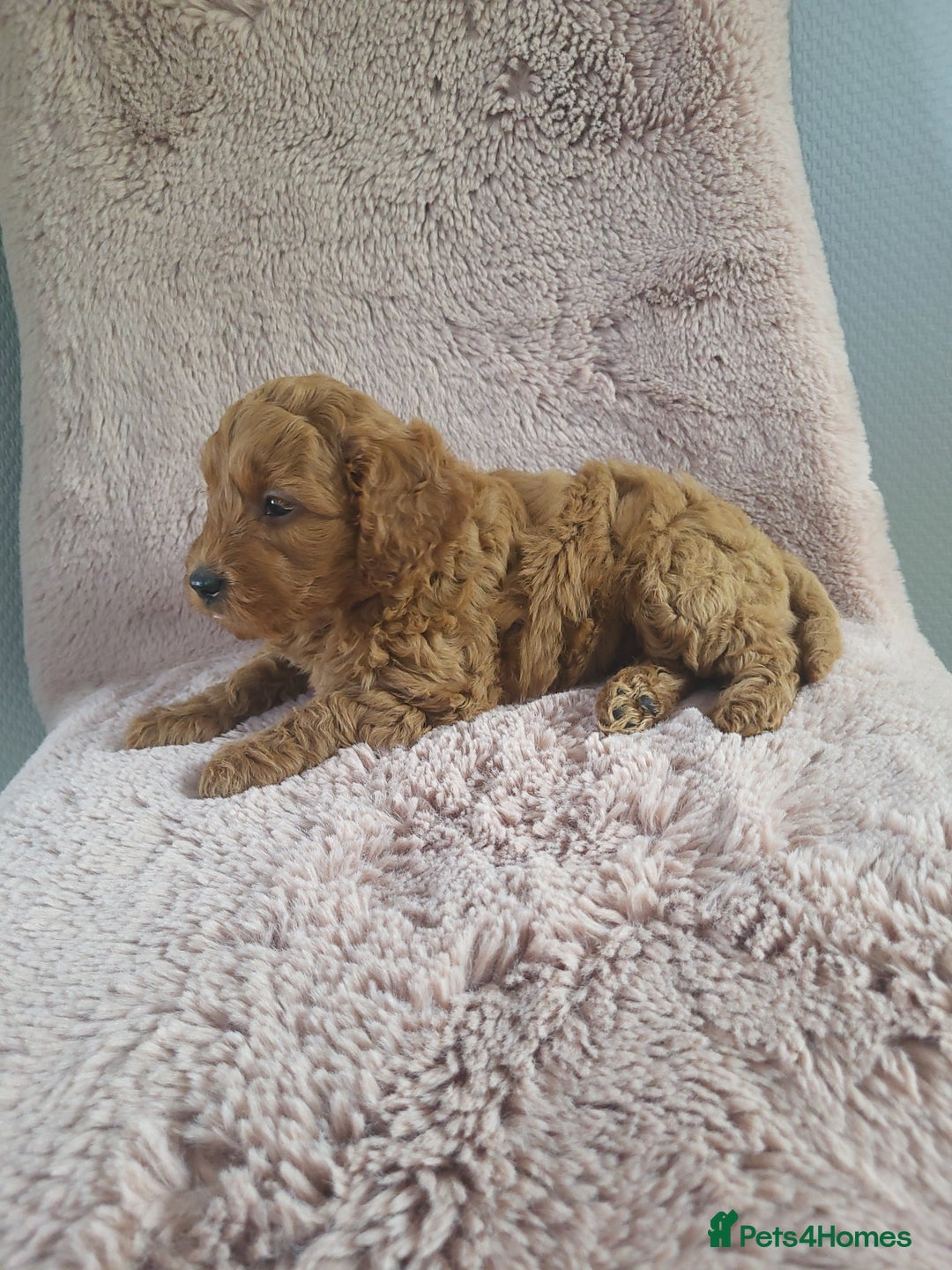 Cavapoo dogs for sale: Cavapoo puppies 5 🌟licence breeder  - Image 5
