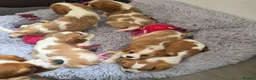 Cavalier King Charles Spaniel dogs for sale: Friendly and playful Cavalier Puppies - Advert 16
