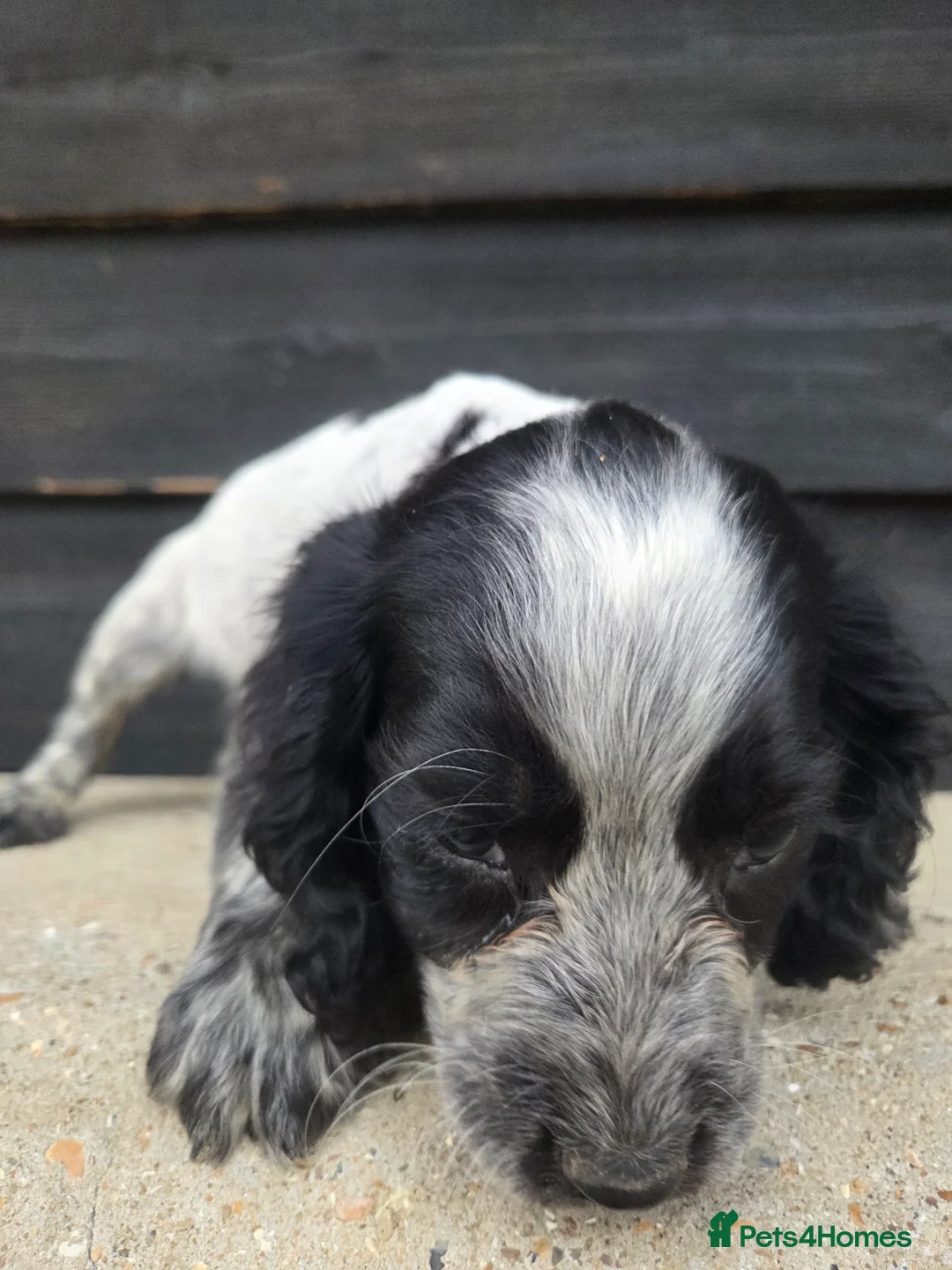 Cocker Spaniel dogs for sale: ❗️5 beautiful cocker spaniel puppies❗️🥰 - Advert 2