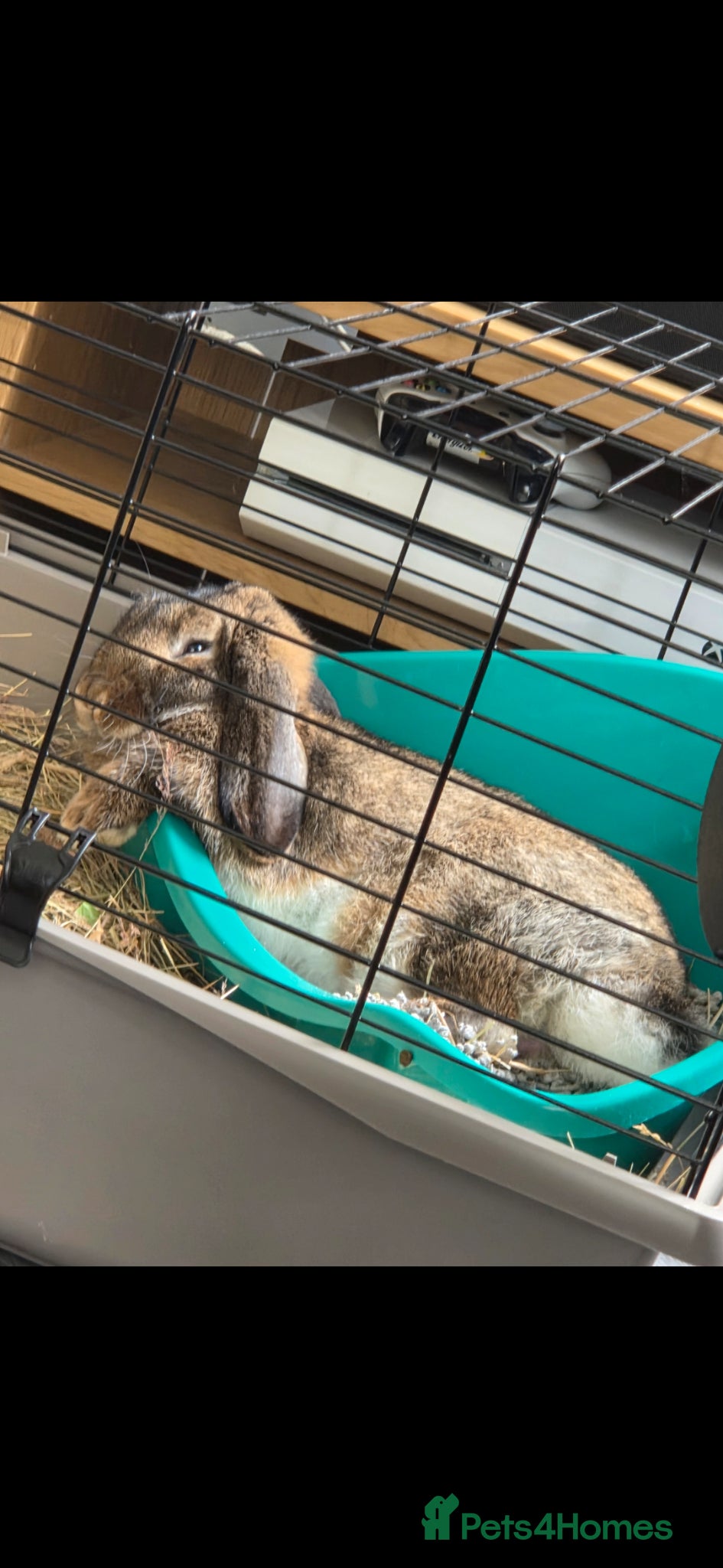 French Lop rabbits Austin the French lop 💙 - Advert 1