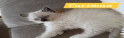 Ragdoll cats for sale: 5 Gorgeous 1/2 Pedigree Ragdoll Kittens 💖 - Advert 5