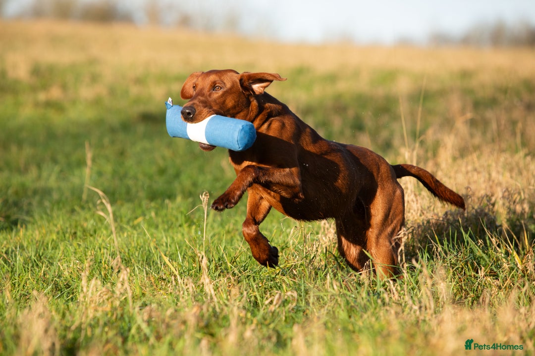 Labrador Retriever dogs for stud: Fully health tested DNA Clear  - Image 11