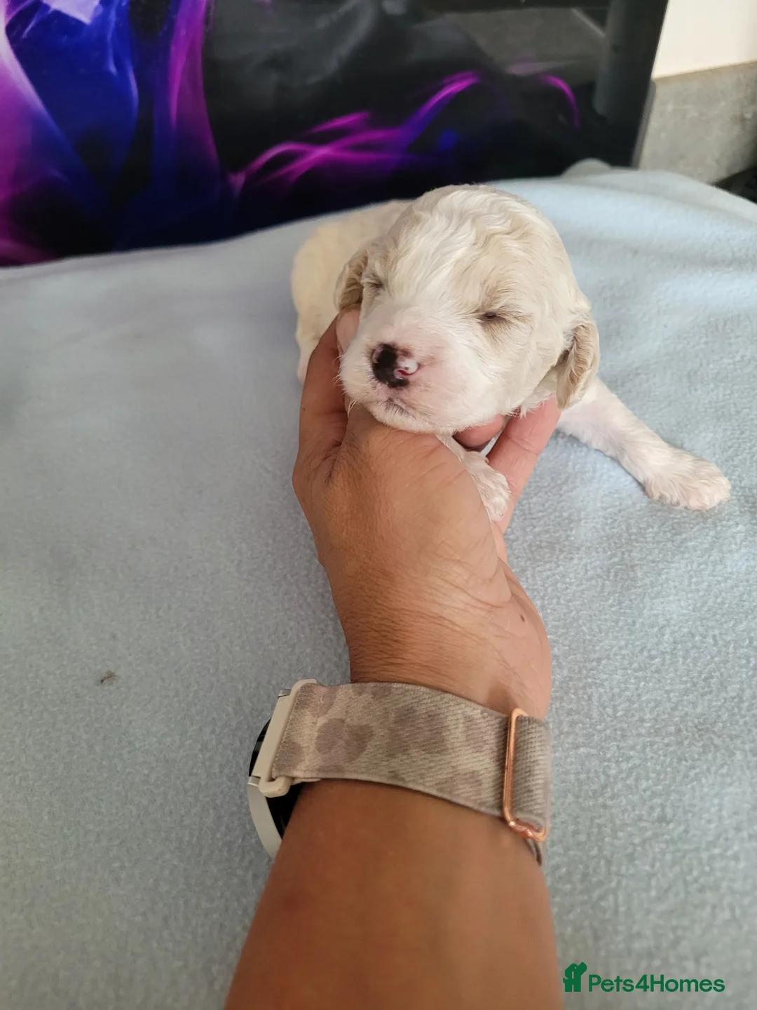 Mixed Breed dogs for sale: 7 beautiful Cavapoochons  - Advert 2