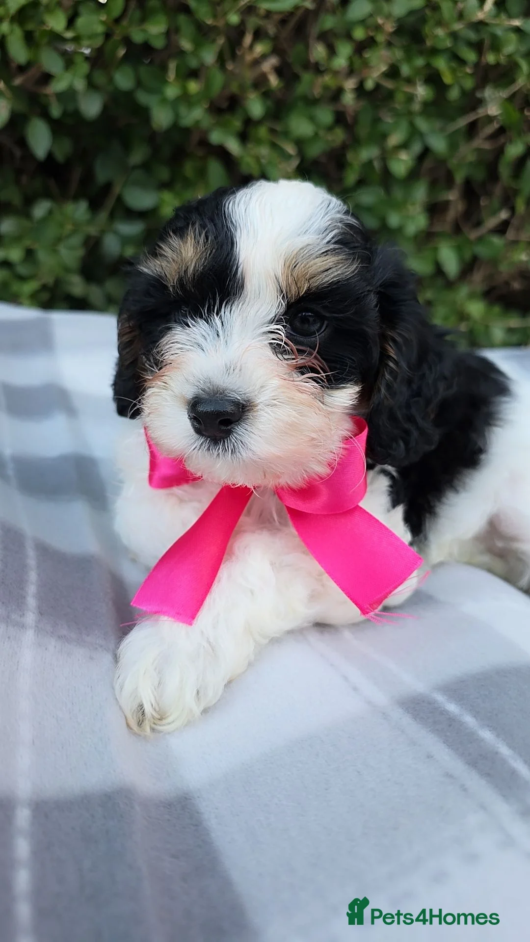Cavapoo dogs for sale: Ready to go  !!Beautiful cavapoo puppies  - Advert 2