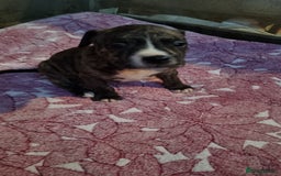 American Bull Staffy dogs for sale: American staffie puppies - Advert 16