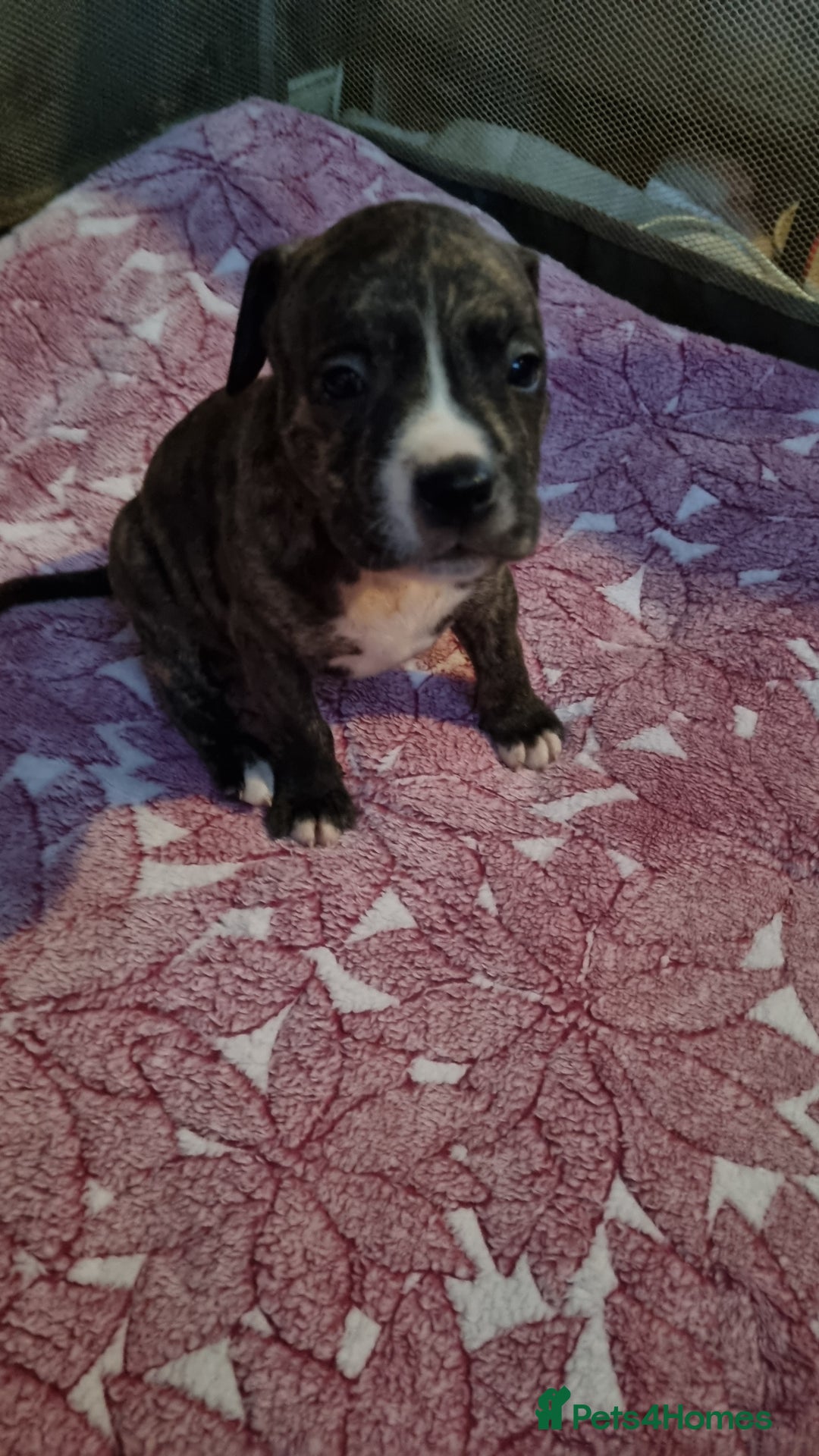 American Bull Staffy dogs for sale: American staffie puppies - Advert 16