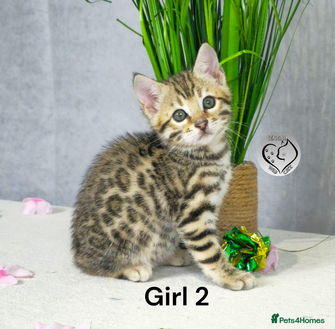 Bengal cats for sale: 3 brown bengal boys - Image 6