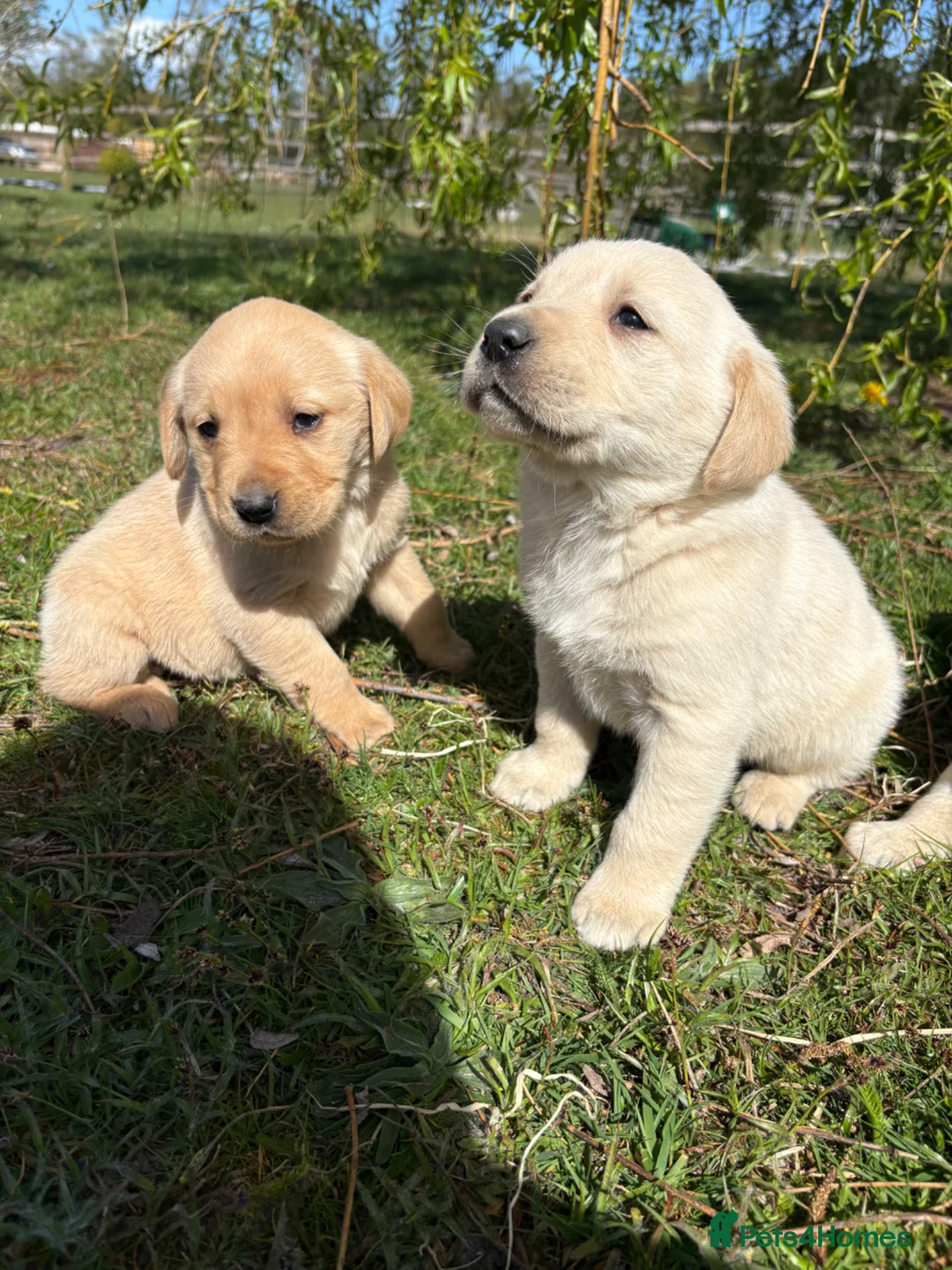 Goldador dogs for sale: Goldador Puppies  in Bordon - Advert 16