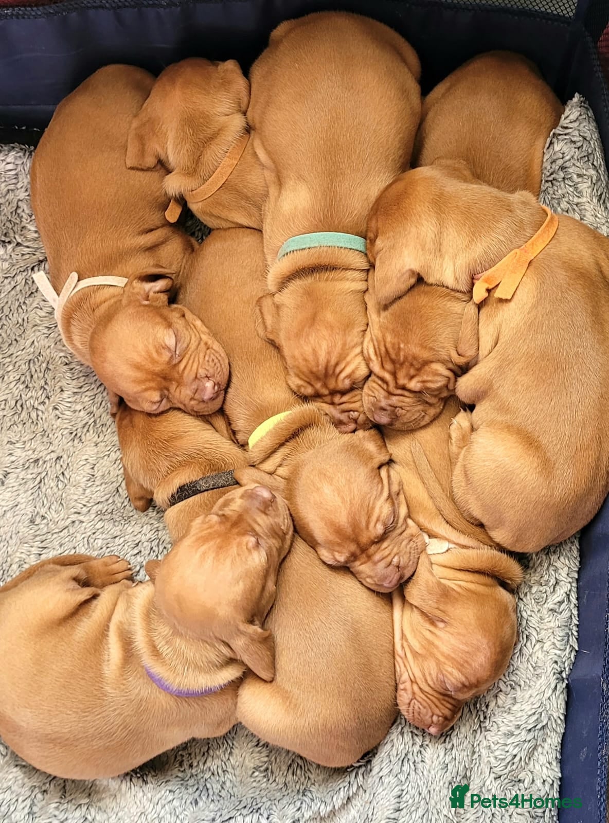 Hungarian Vizsla dogs Hungarian vizsla puppies  - Advert 18