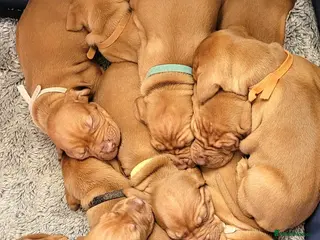 Hungarian Vizsla dogs Hungarian vizsla puppies - Advert 18