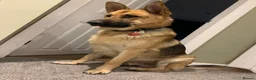 German Shepherd dogs for sale: Simba 8 year old German Shepard needs new home  in Scarborough - Advert 5