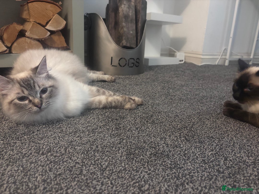 Ragdoll cats for sale: Gorgeous Ragdoll kittens  - Image 7