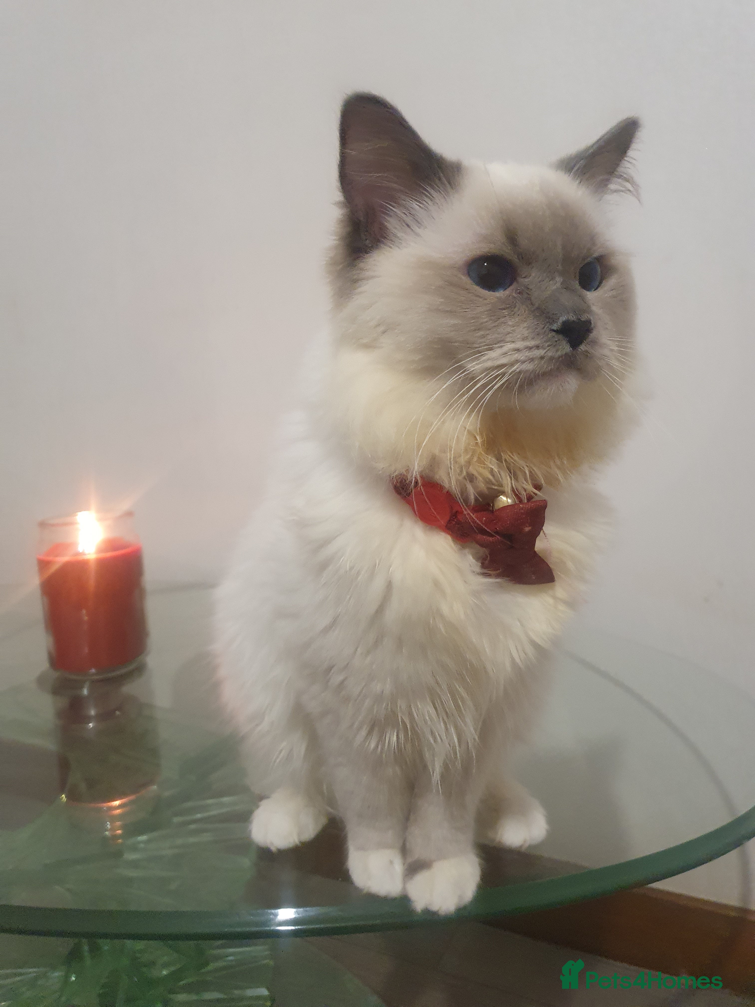 Ragdoll cats 6.5Months Blue Mitted boy - Advert 5