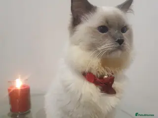 Ragdoll cats 6.5Months Blue Mitted boy - Advert 2