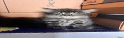 Mixed Breed cats for sale: Kittens long haired half ragdoll  - Advert 3