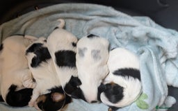 Biewer Terrier dogs for sale: Adorable Purebred Biewers  - Image 24