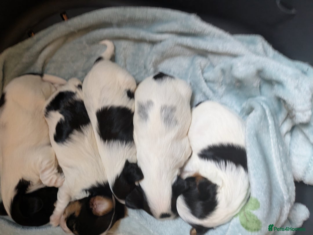 Biewer Terrier dogs for sale: Adorable Purebred Biewers  - Image 24