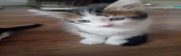 Mixed Breed cats for sale: Three kittens - Advert 2