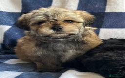 Maltipoo dogs for sale: Stunning Maltipoo Puppies ⭐️ DNA Tested ⭐️ - Image 6