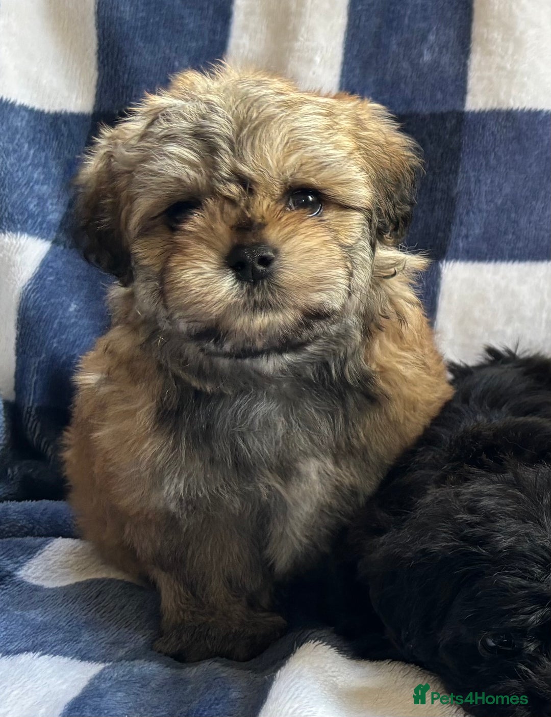 Maltipoo dogs for sale: Stunning Maltipoo Puppies ⭐️ DNA Tested ⭐️ - Image 6