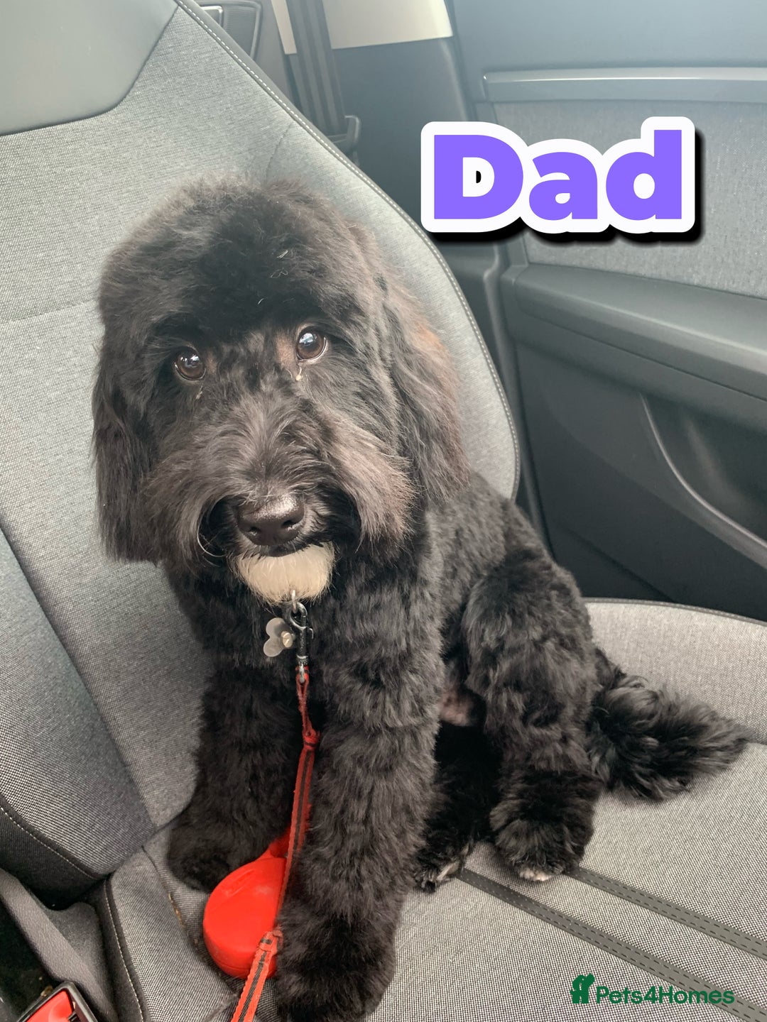 Cockapoo dogs for sale: Adorable F2 Cockapoo Puppies - First Litter  - Advert 6