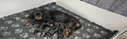 Cavalier King Charles Spaniel dogs for sale: KC Reg Cavalier King Charles Spaniel puppies - Advert 5