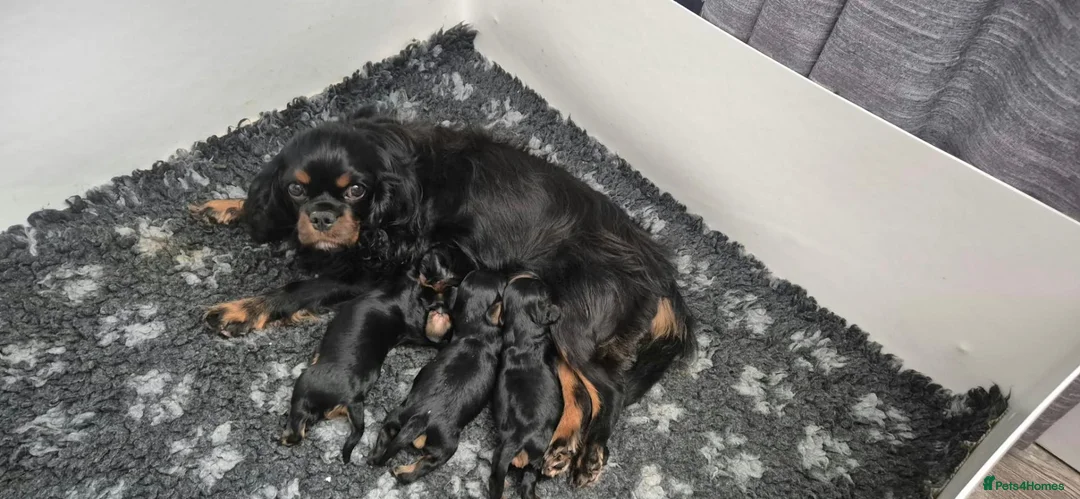 Cavalier King Charles Spaniel dogs for sale: KC Reg Cavalier King Charles Spaniel puppies - Advert 5
