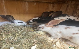 Rex rabbits for sale: Standard and mini Rex  - Image 6