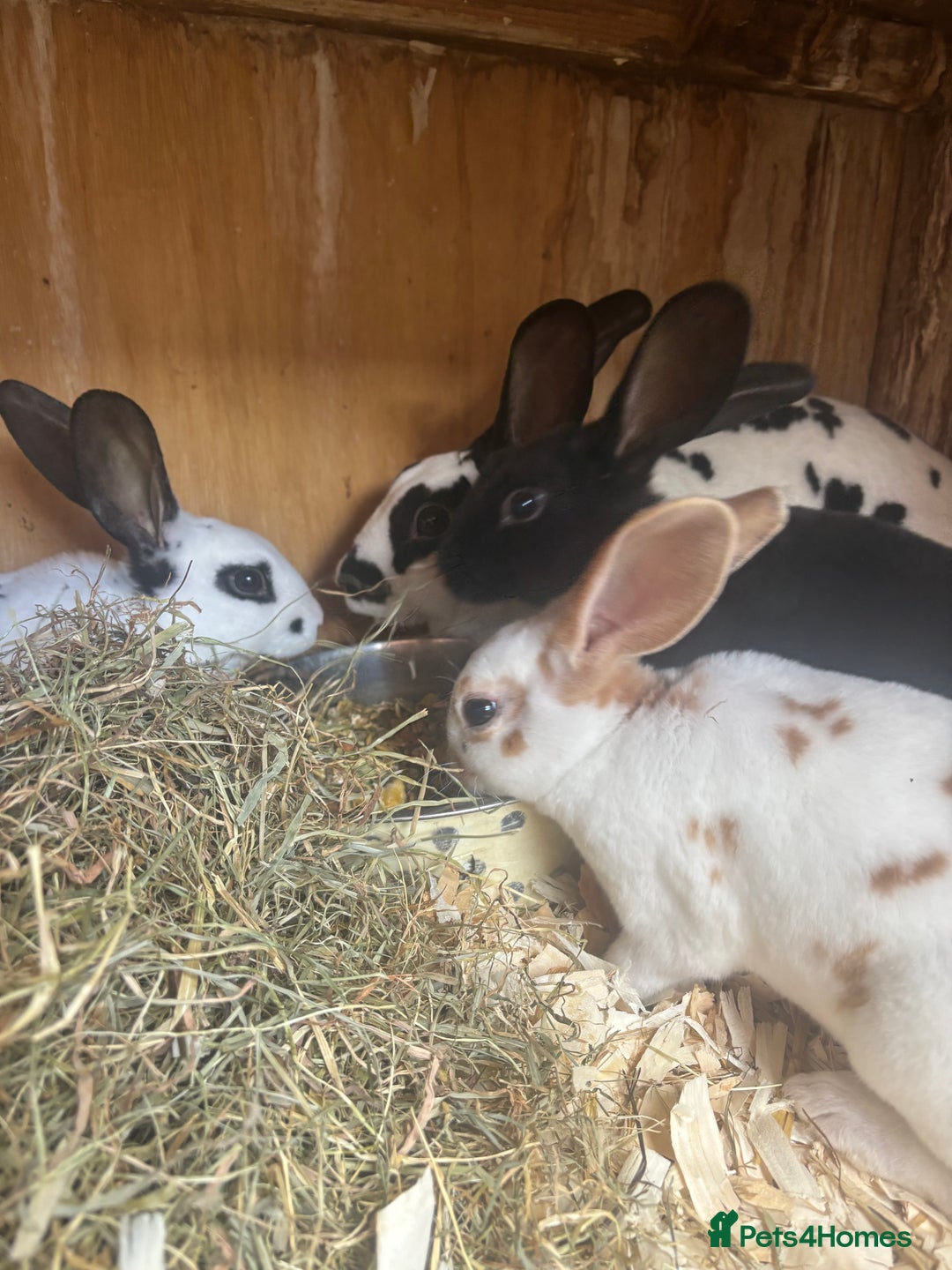 Rex rabbits for sale: Standard and mini Rex  - Image 6