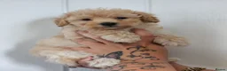 Maltipoo dogs for sale: Korean F1 health tested malipoo puppies  - Advert 2