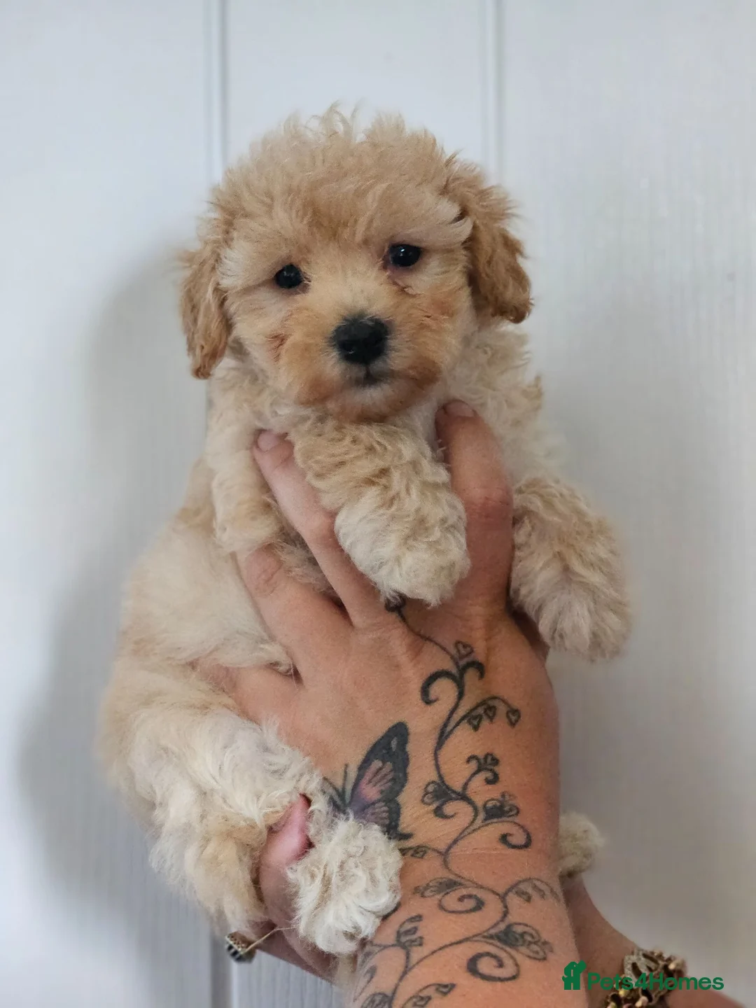 Maltipoo dogs for sale: Korean F1 health tested malipoo puppies  - Advert 2