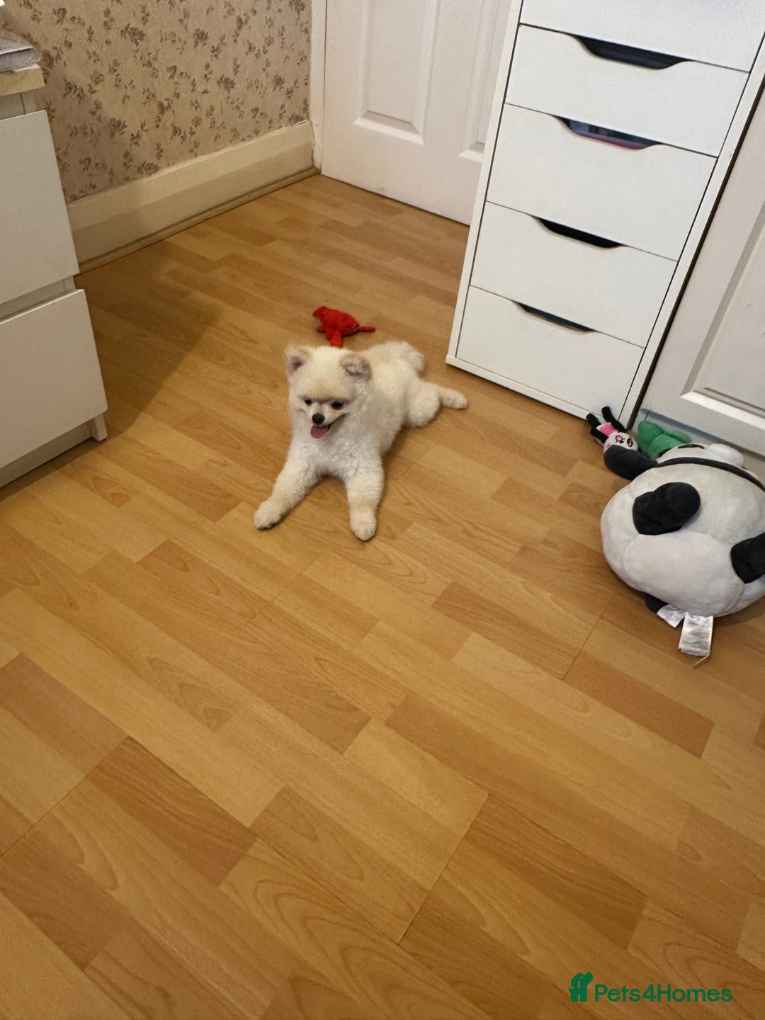 Pomeranian dogs for sale: 🐾✨ Adorable Male White Pomeranian Puppy ✨🐾 - Image 5