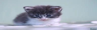 Maine Coon 4