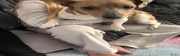 Jack Russell dogs for sale: Stunning jackrussel puppies! - Advert 1