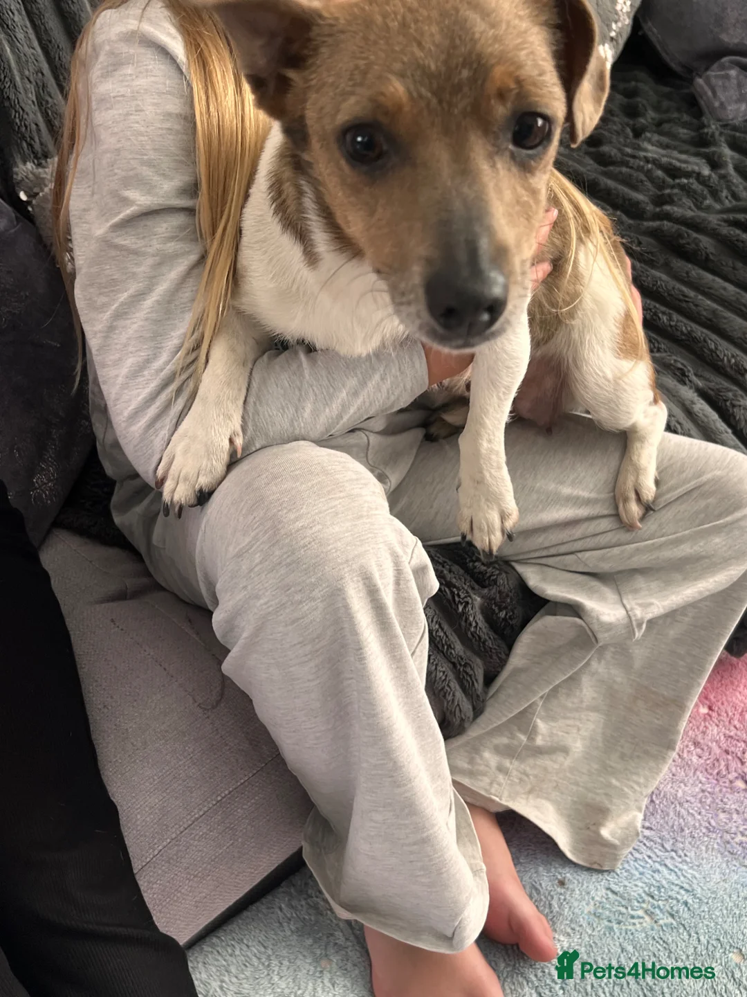 Jack Russell dogs for sale: Stunning jackrussel puppies! - Advert 1