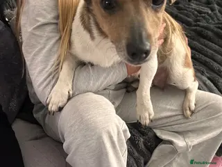 Jack Russell dogs Stunning jackrussel puppies! - Advert 1