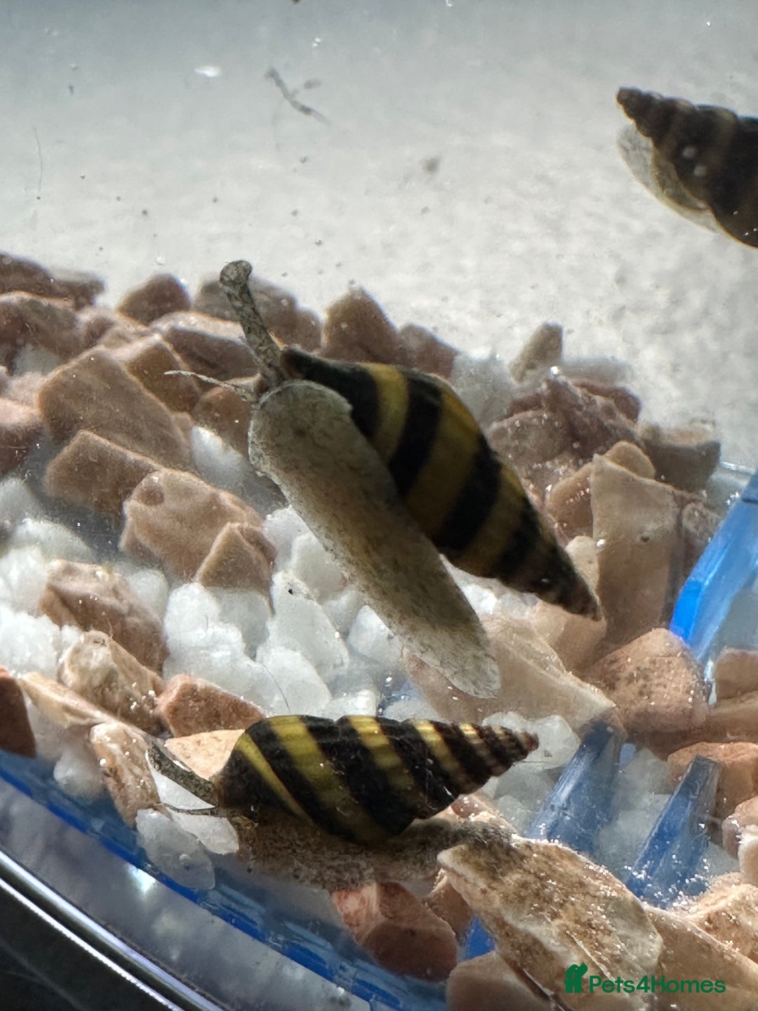 Snails invertebrates for sale: Assassin Snails - Image 2