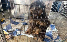 Goldendoodle dogs for sale: Beautiful Goldendoodle Puppies - Image 11