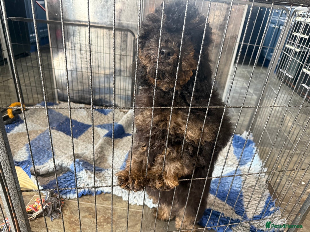 Goldendoodle dogs for sale: Beautiful Goldendoodle Puppies - Image 11