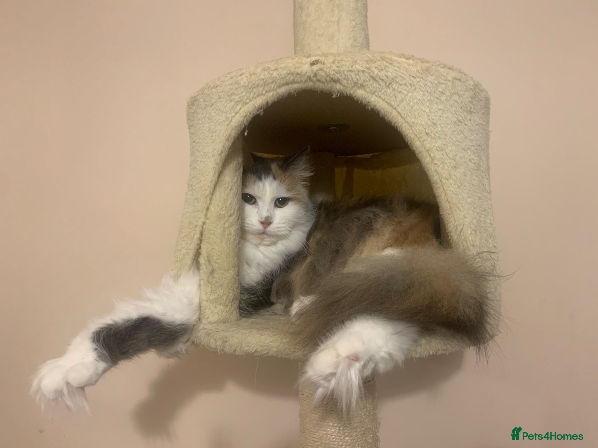 Mixed Breed cats Maine coon x - Advert 1