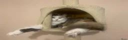 Mixed Breed cats for sale: Maine coon x - Advert 1