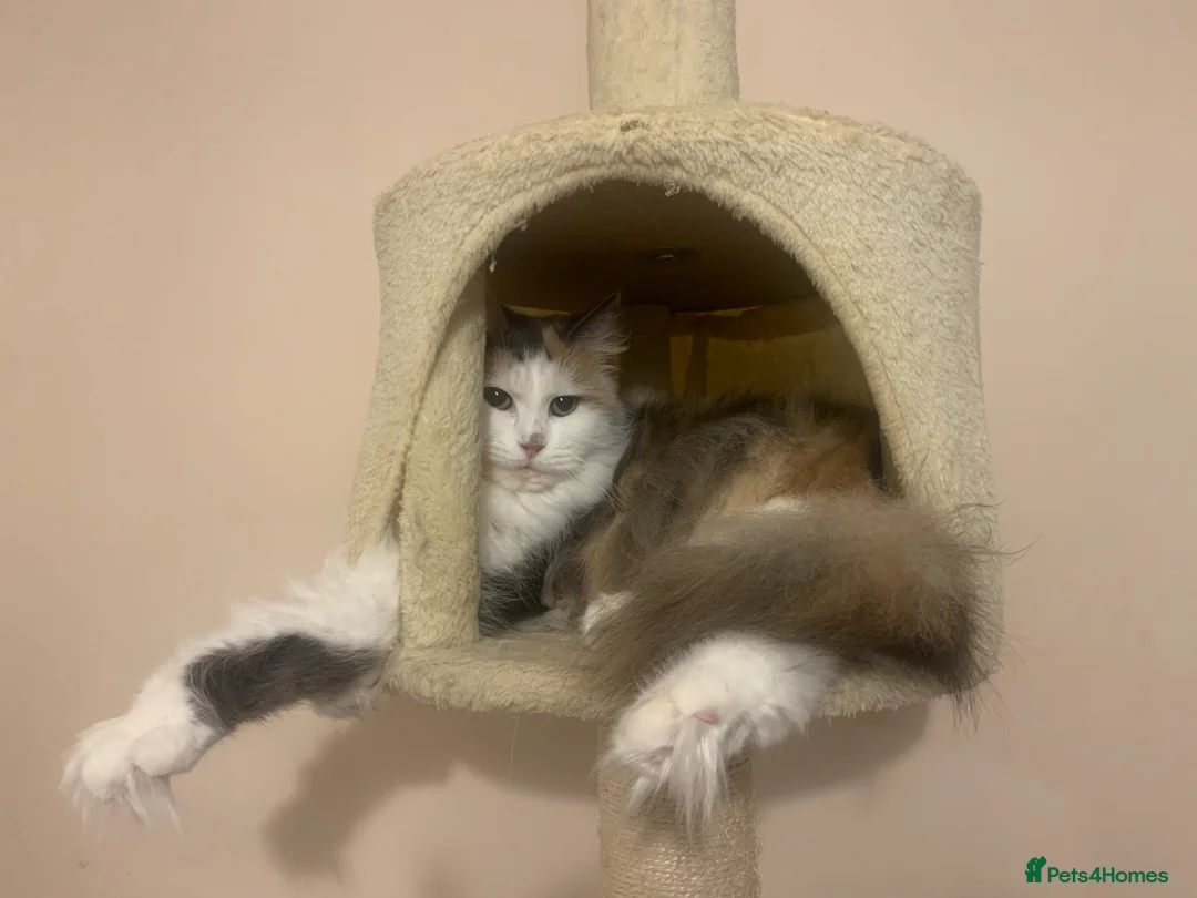 Mixed Breed cats for sale: Maine coon x - Advert 1