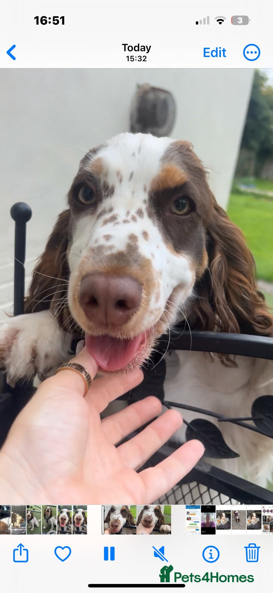 Cocker Spaniel dogs Show x working cocker - Advert 3