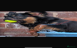 French Bulldog dogs for sale: Fluffy French bull dog female  - Image 2