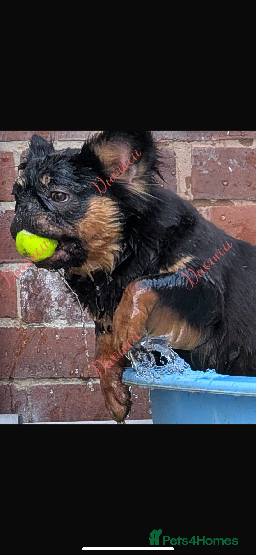 French Bulldog dogs for sale: Fluffy French bull dog female  - Image 2