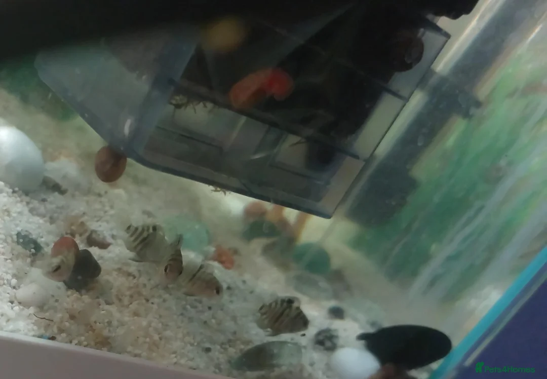 Cichlids fish for sale: Community fish  - Advert 5