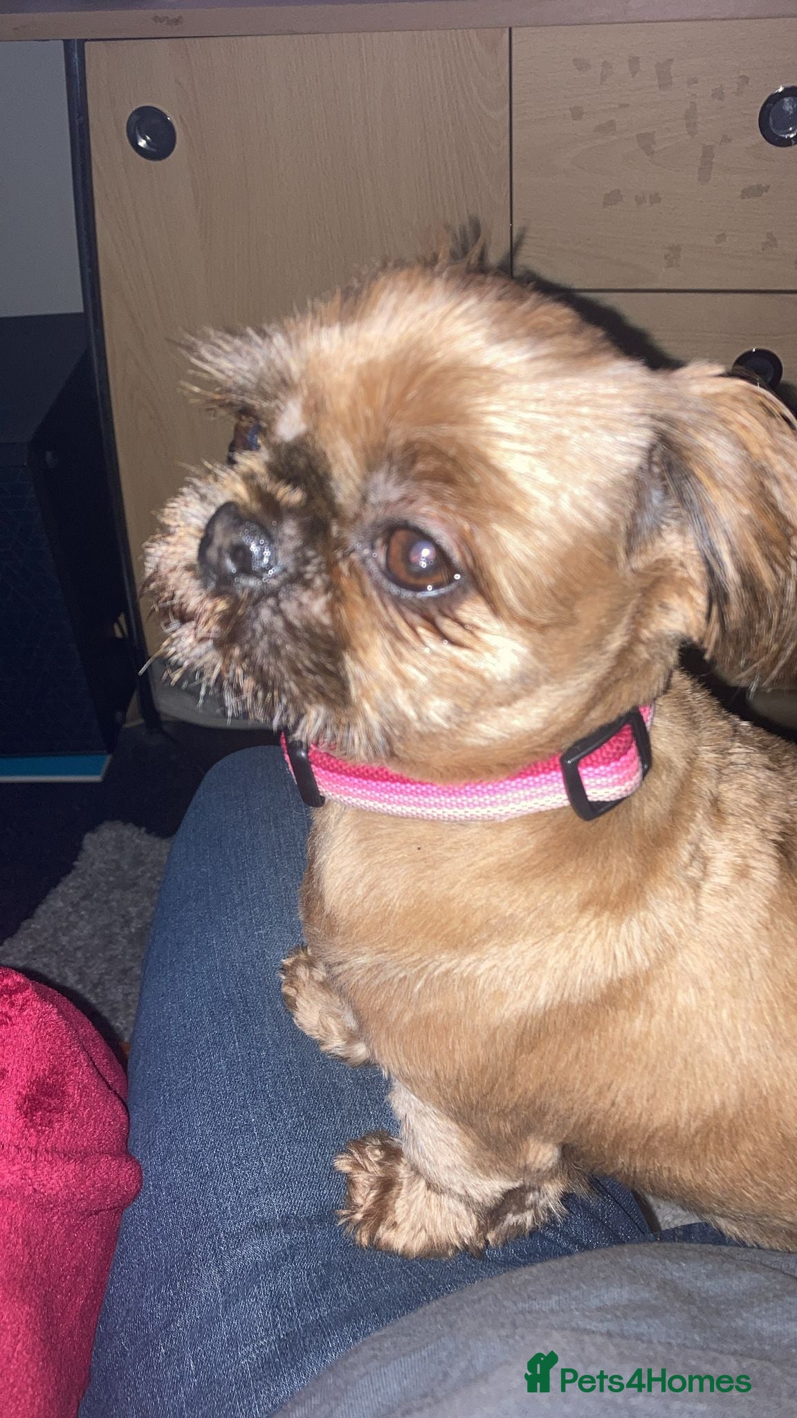 Shih Tzu dogs Sweet natured miniature female Shitzu  - Advert 8