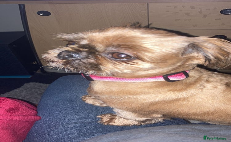 Shih Tzu dogs Sweet natured miniature female Shitzu  - Advert 7